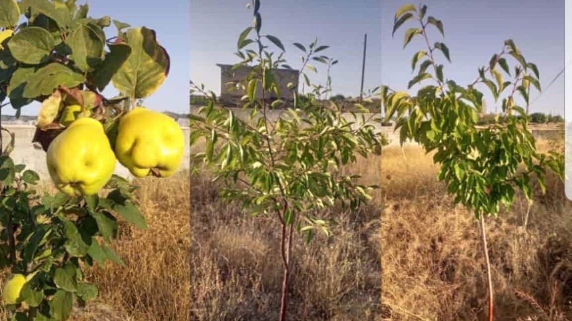 Ağaçlarımız Meyvelerini Vermeye Başladı